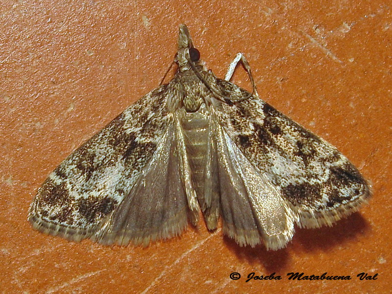 Scopariinae? S, Eudonia cfr. mercurella, Crambidae